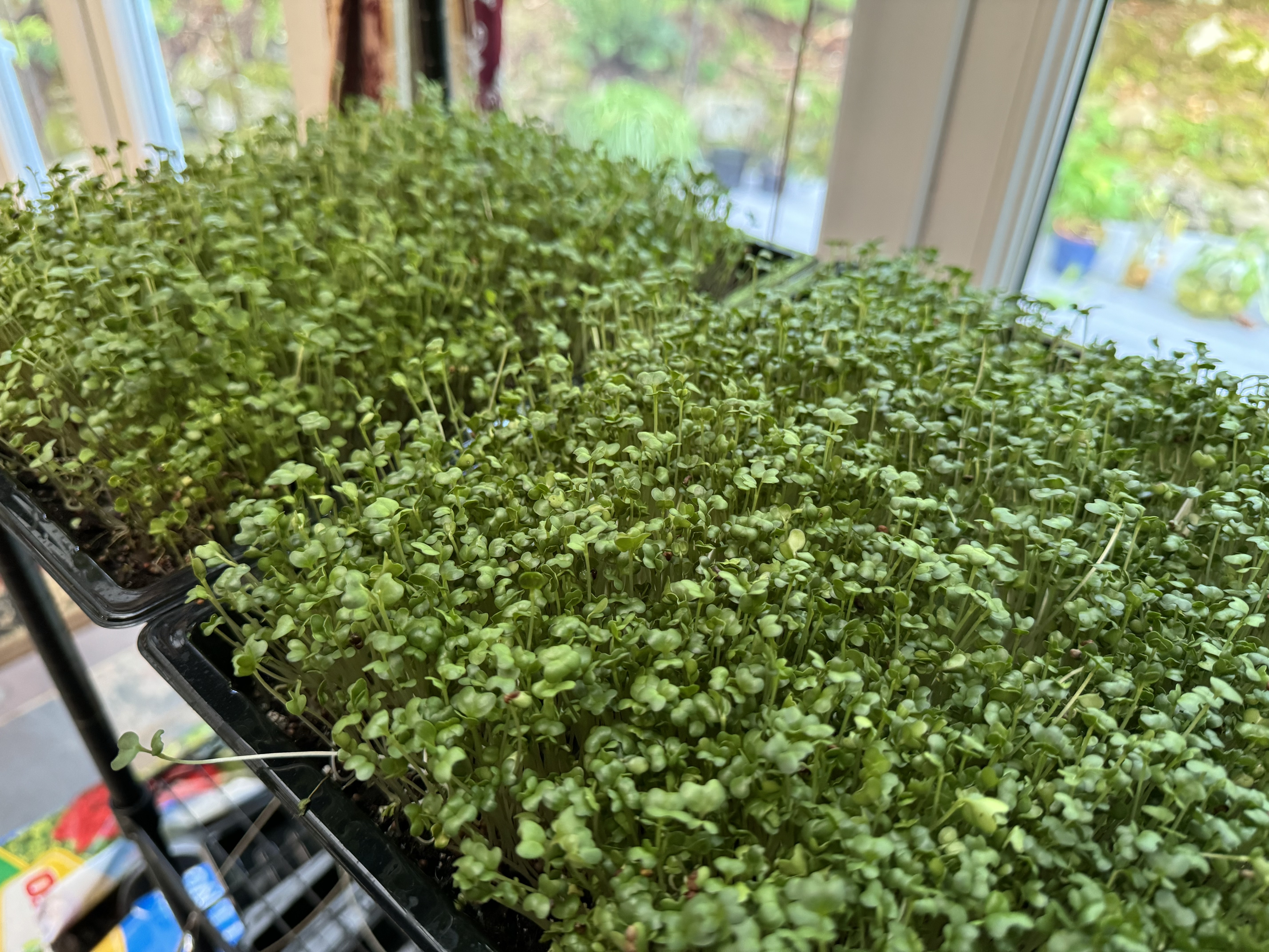 Microgreen update 2