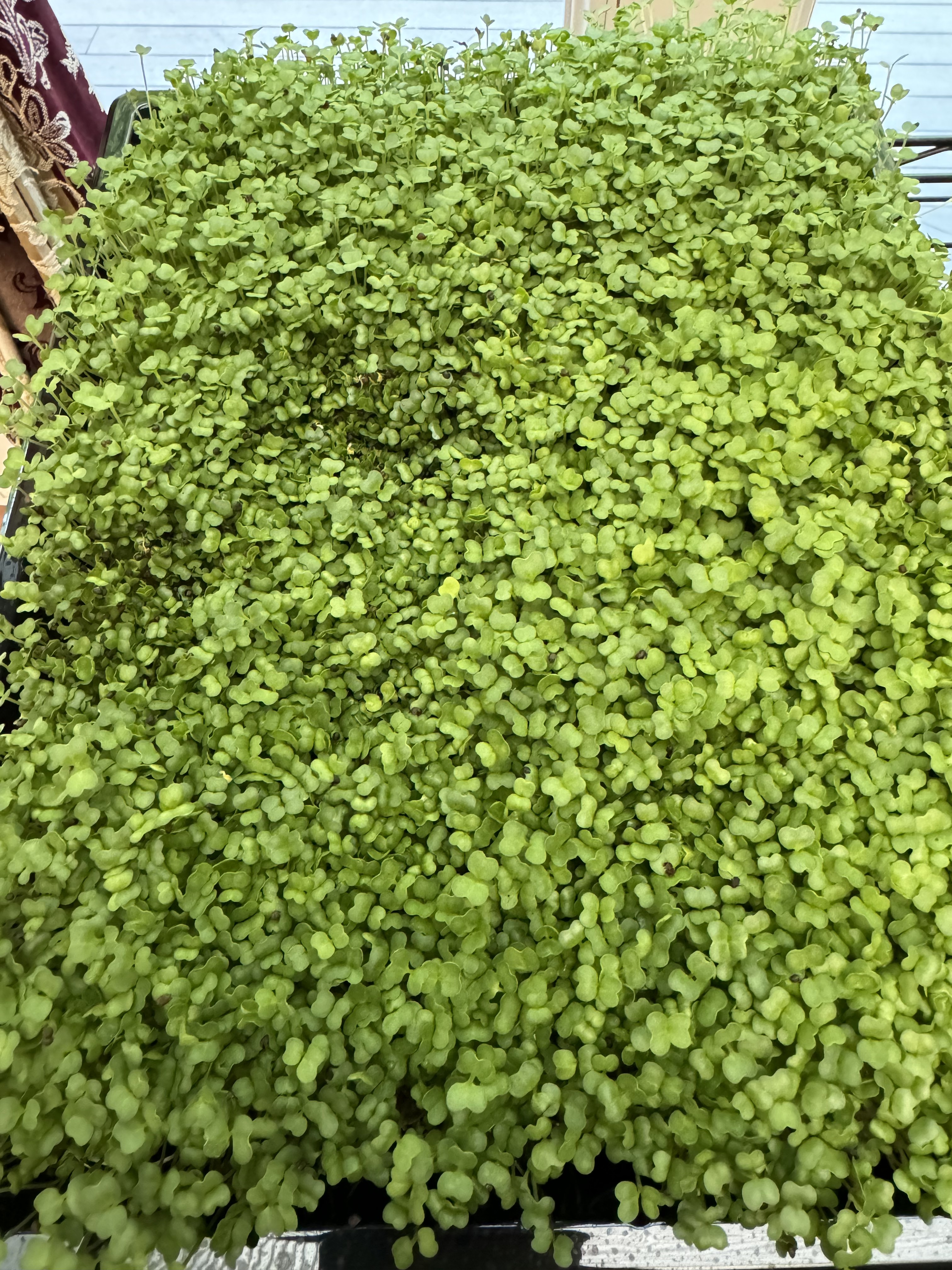 Microgreen update